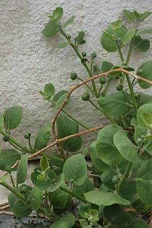 Capparis spinosa subsp. rupestris \ stlicher Kapernstrauch, Kefalonia Fiskardo 16.4.2024
