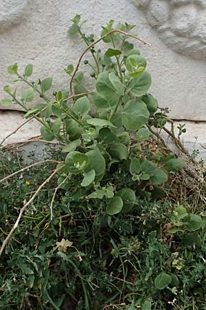 Capparis spinosa subsp. rupestris \ stlicher Kapernstrauch, Kefalonia Fiskardo 16.4.2024