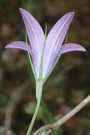 Campanula spatulata subsp. spruneriana \ Spruners Glockenblume / Spruner's Bellflower, Kefalonia/Cephalonia Komitata 16.4.2024