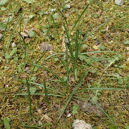 Crocus sieberi subsp. sublimis ? / Snow Crocus, Cephalonia Ainos 23.4.2024