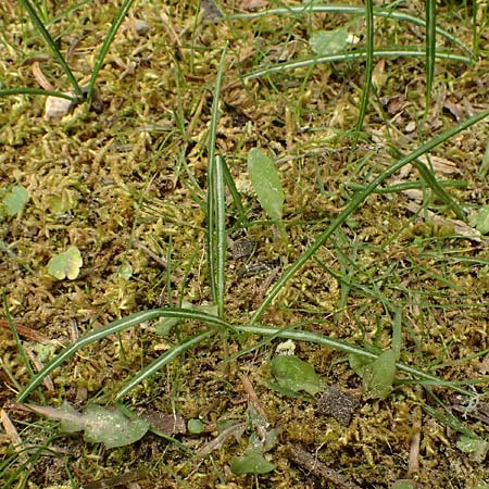 Crocus sieberi subsp. sublimis ? / Snow Crocus, Cephalonia Ainos 23.4.2024
