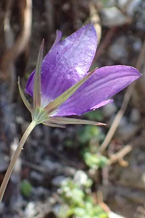 Campanula spatulata subsp. spruneriana \ Spruners Glockenblume / Spruner's Bellflower, Kefalonia/Cephalonia Assos 20.4.2024