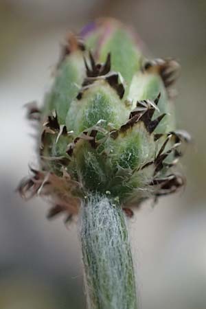 Centaurea cyanus \ Kornblume / Cornflower, Kefalonia/Cephalonia Ainos 24.4.2024