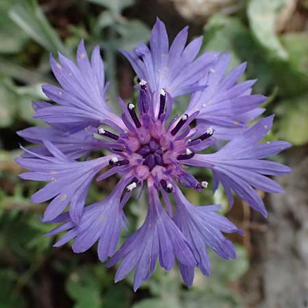 Centaurea cyanus \ Kornblume / Cornflower, Kefalonia/Cephalonia Ainos 24.4.2024