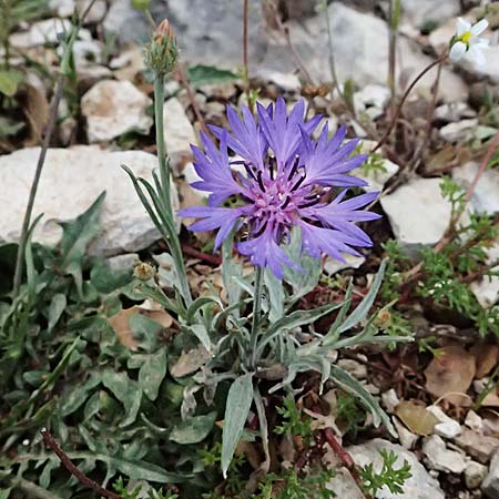 Centaurea cyanus \ Kornblume / Cornflower, Kefalonia/Cephalonia Ainos 24.4.2024