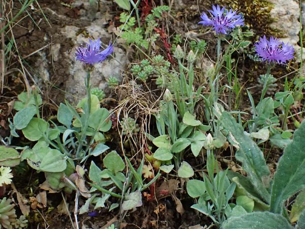 Centaurea cyanus \ Kornblume / Cornflower, Kefalonia/Cephalonia Ainos 24.4.2024