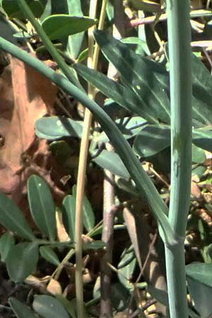 Scaligeria moreana \ Erdkastanie / Scaligeria, Kefalonia/Cephalonia Karavomylos 20.4.2024