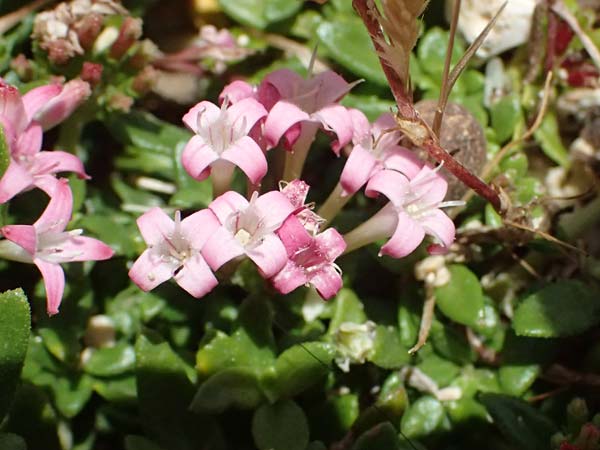 Plocama calabrica \ Kalabrische Putorie / Stinking Madder, Kefalonia/Cephalonia Assos 20.4.2024