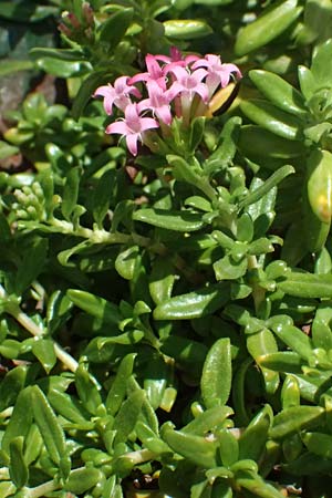 Plocama calabrica \ Kalabrische Putorie / Stinking Madder, Kefalonia/Cephalonia Assos 20.4.2024