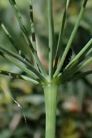 Scaligeria moreana \ Erdkastanie / Scaligeria, Kefalonia/Cephalonia Karavomylos 20.4.2024