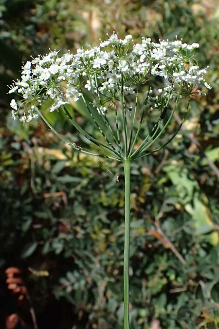 Scaligeria moreana \ Erdkastanie / Scaligeria, Kefalonia/Cephalonia Karavomylos 20.4.2024