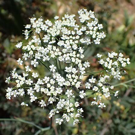 Scaligeria moreana \ Erdkastanie / Scaligeria, Kefalonia/Cephalonia Karavomylos 20.4.2024