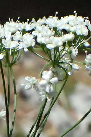 Scaligeria moreana \ Erdkastanie / Scaligeria, Kefalonia/Cephalonia Karavomylos 20.4.2024