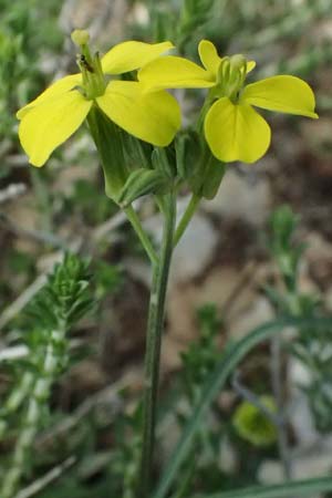 Erysimum cephalonicum \ Kefalonia-Sch�terich, Kefalonia Ainos 24.4.2024