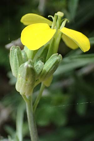 Erysimum cephalonicum \ Kefalonia-Sch�terich, Kefalonia Ainos 24.4.2024