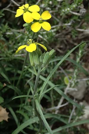 Erysimum cephalonicum \ Kefalonia-Sch�terich, Kefalonia Ainos 24.4.2024