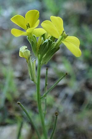 Erysimum cephalonicum \ Kefalonia-Sch�terich, Kefalonia Ainos 24.4.2024