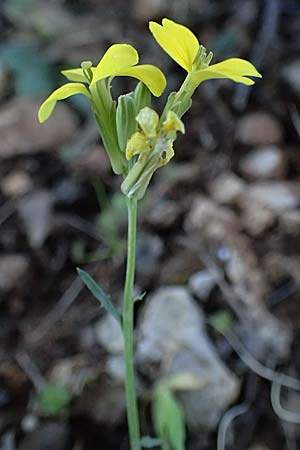 Erysimum cephalonicum \ Kefalonia-Sch�terich, Kefalonia Ainos 24.4.2024