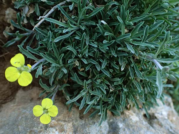 Erysimum cephalonicum \ Kefalonia-Sch�terich, Kefalonia Ainos 24.4.2024