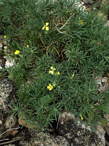 Erysimum cephalonicum \ Kefalonia-Sch�terich, Kefalonia  25.4.2024