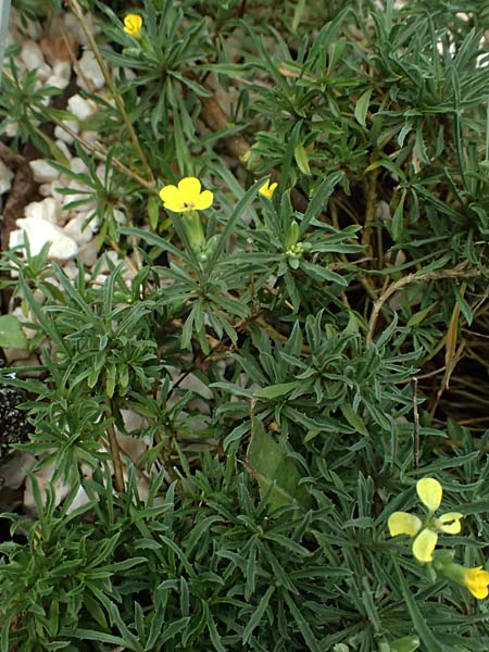 Erysimum cephalonicum \ Kefalonia-Sch�terich, Kefalonia  25.4.2024