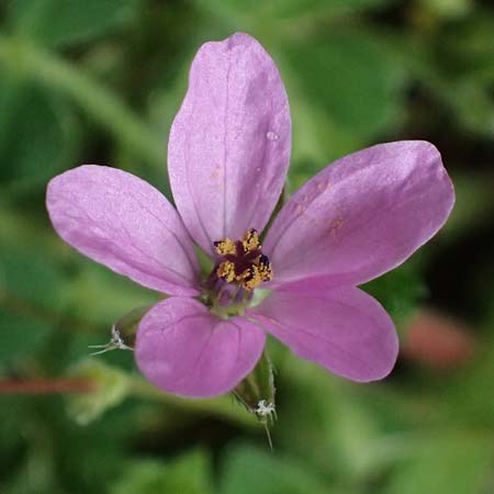 Erodium cicutarium \ Gewhnlicher Reiherschnabel, Kefalonia Ainos 18.4.2024