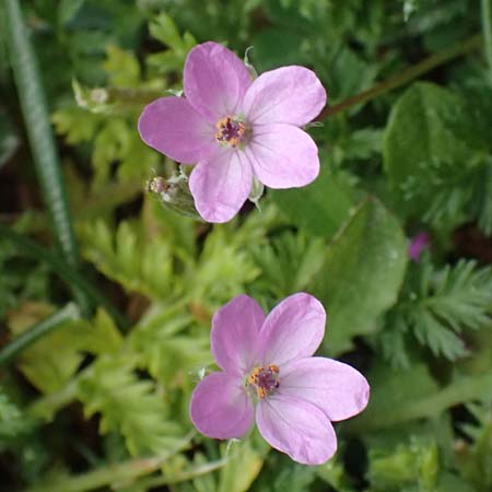Erodium cicutarium \ Gewhnlicher Reiherschnabel, Kefalonia Ainos 18.4.2024