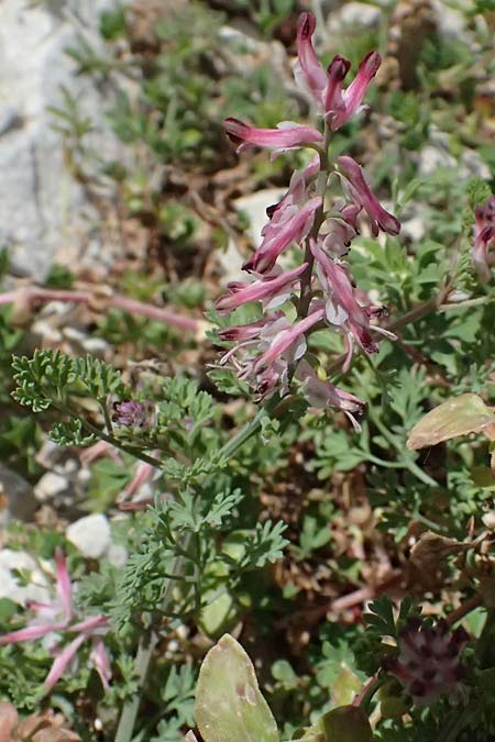 Fumaria officinalis ? \ Echter Erdrauch, Kefalonia Ainos 24.4.2024