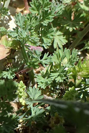 Fumaria officinalis ? \ Echter Erdrauch, Kefalonia Ainos 24.4.2024