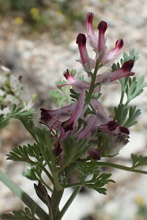 Fumaria officinalis ? \ Echter Erdrauch, Kefalonia Ainos 24.4.2024