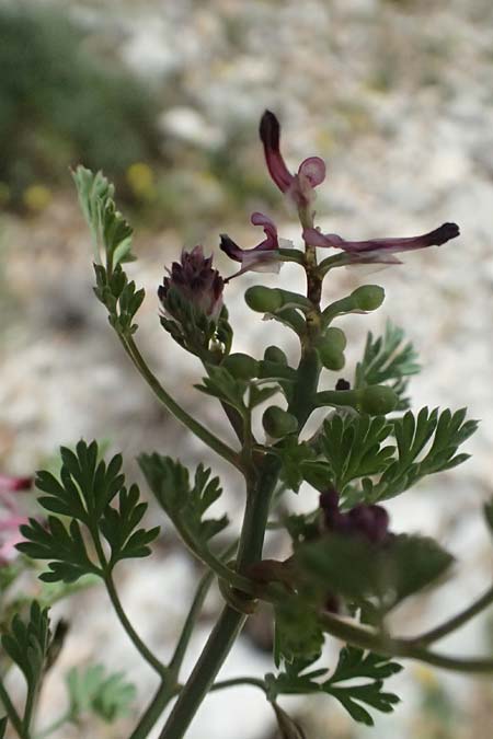 Fumaria officinalis ? \ Echter Erdrauch, Kefalonia Ainos 24.4.2024