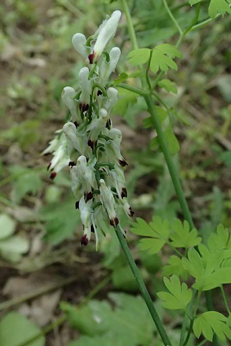 Fumaria capreolata / White Ramping Fumitory, Cephalonia Paralia Trapezaki 21.4.2024
