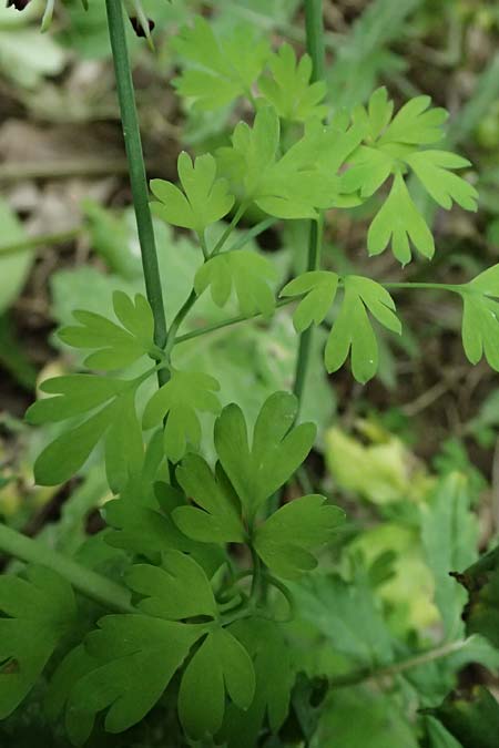 Fumaria capreolata / White Ramping Fumitory, Cephalonia Paralia Trapezaki 21.4.2024