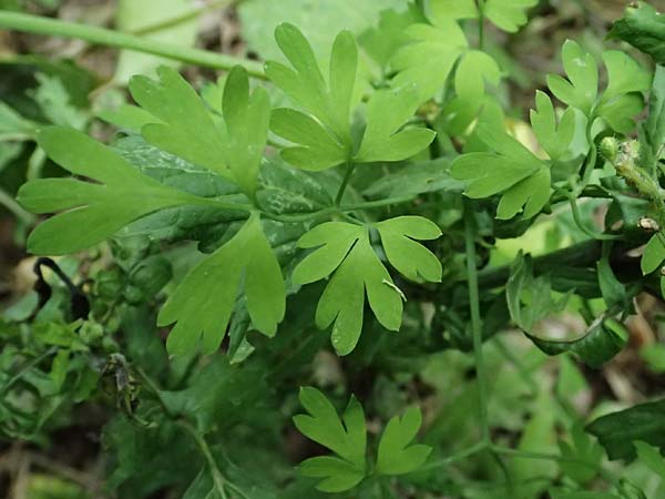 Fumaria capreolata / White Ramping Fumitory, Cephalonia Paralia Trapezaki 21.4.2024