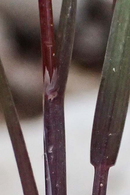 Cynosurus effusus \ Schnes Kammgras, Kefalonia Ainos 24.4.2024