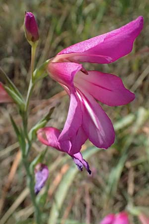 Gladiolus illyricus / Wild Gladiolus, Cephalonia Livadi 15.4.2024