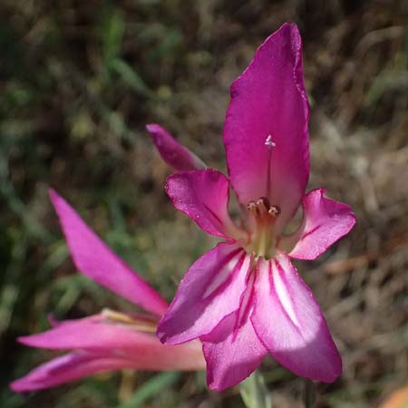 Gladiolus illyricus \ Illyrische Siegwurz / Wild Gladiolus, Kefalonia/Cephalonia Livadi 15.4.2024