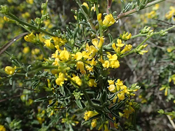 Anthyllis hermanniae \ Dorniger Wundklee / Shrubby Kidney Vetch, Kefalonia/Cephalonia Chavdata 15.4.2024