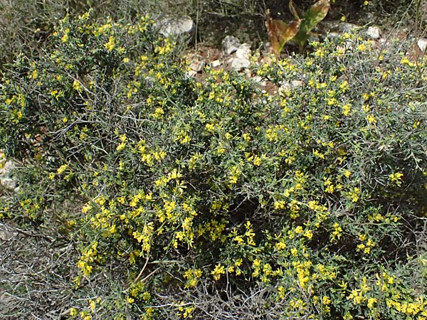 Anthyllis hermanniae \ Dorniger Wundklee / Shrubby Kidney Vetch, Kefalonia/Cephalonia Chavdata 15.4.2024