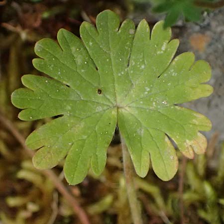 Geranium molle \ Weicher Storchschnabel / Dove-Foot Crane's-Bill, Kefalonia/Cephalonia Old Vlachata 22.4.2024