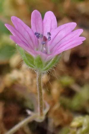 Geranium molle \ Weicher Storchschnabel / Dove-Foot Crane's-Bill, Kefalonia/Cephalonia Old Vlachata 22.4.2024