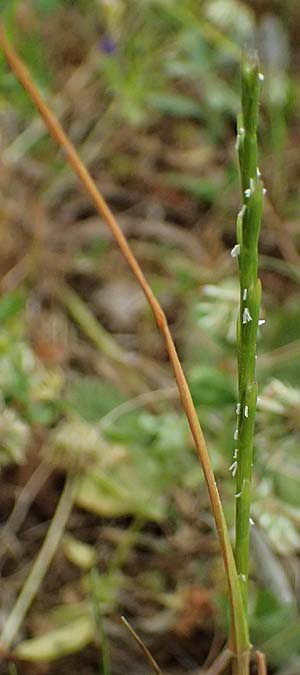 Hemarthria altissima \ Sumpf-Quecke, Kefalonia Fiskardo 16.4.2024