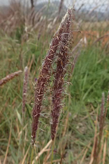 Imperata cylindrica \ Silberhaargras, Japanisches Blutgras / Cogon Grass, Alang-Alang, Kefalonia/Cephalonia Kap Mounda 17.4.2024