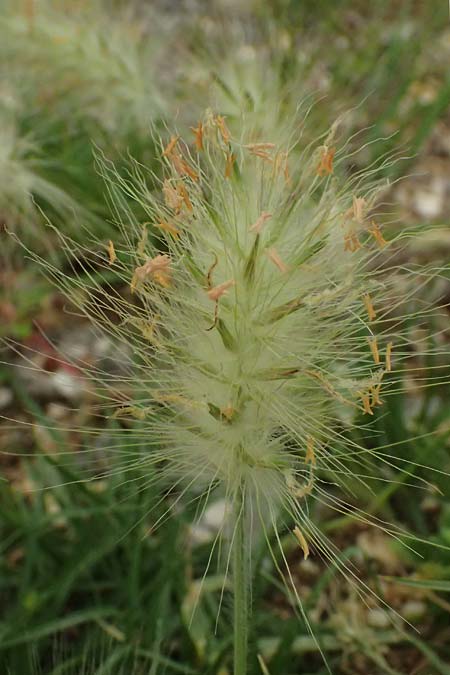 Cenchrus longisetus \ Zottiges Federborsten-Gras, Kefalonia Argostoli 23.4.2024