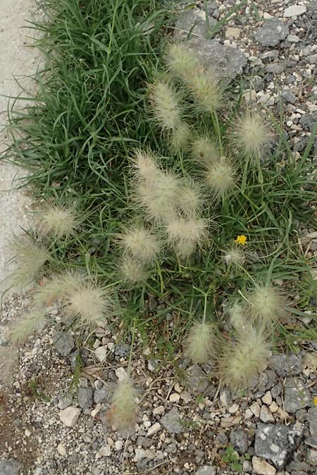 Cenchrus longisetus \ Zottiges Federborsten-Gras, Kefalonia Argostoli 23.4.2024