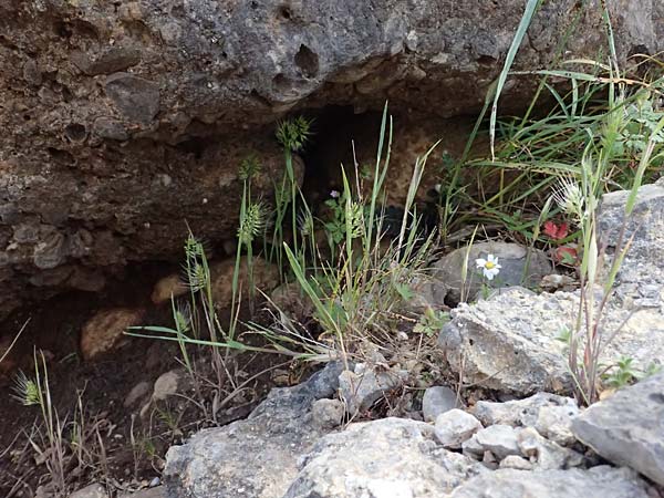 Cynosurus effusus \ Schnes Kammgras, Kefalonia Ainos 24.4.2024