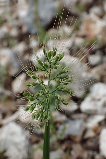 Cynosurus effusus \ Schnes Kammgras, Kefalonia Ainos 24.4.2024