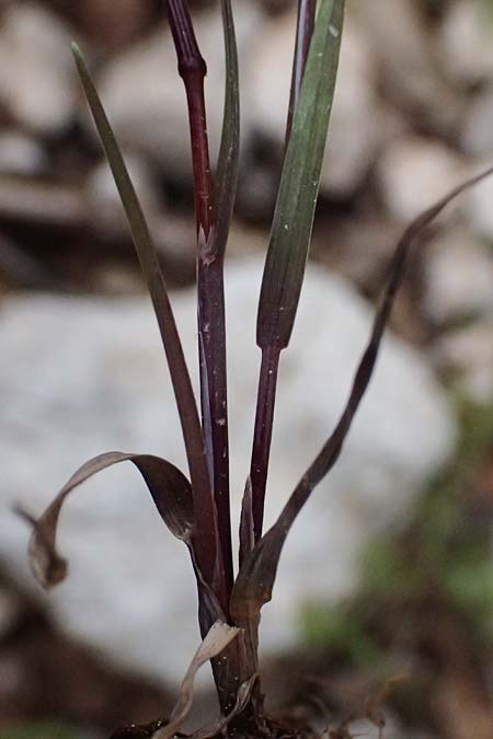 Cynosurus effusus \ Schnes Kammgras, Kefalonia Ainos 24.4.2024