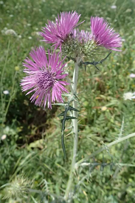 Galactites tomentosa / Milk Thistle, Cephalonia Livadi 15.4.2024