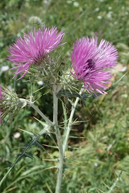 Galactites tomentosa / Milk Thistle, Cephalonia Livadi 15.4.2024